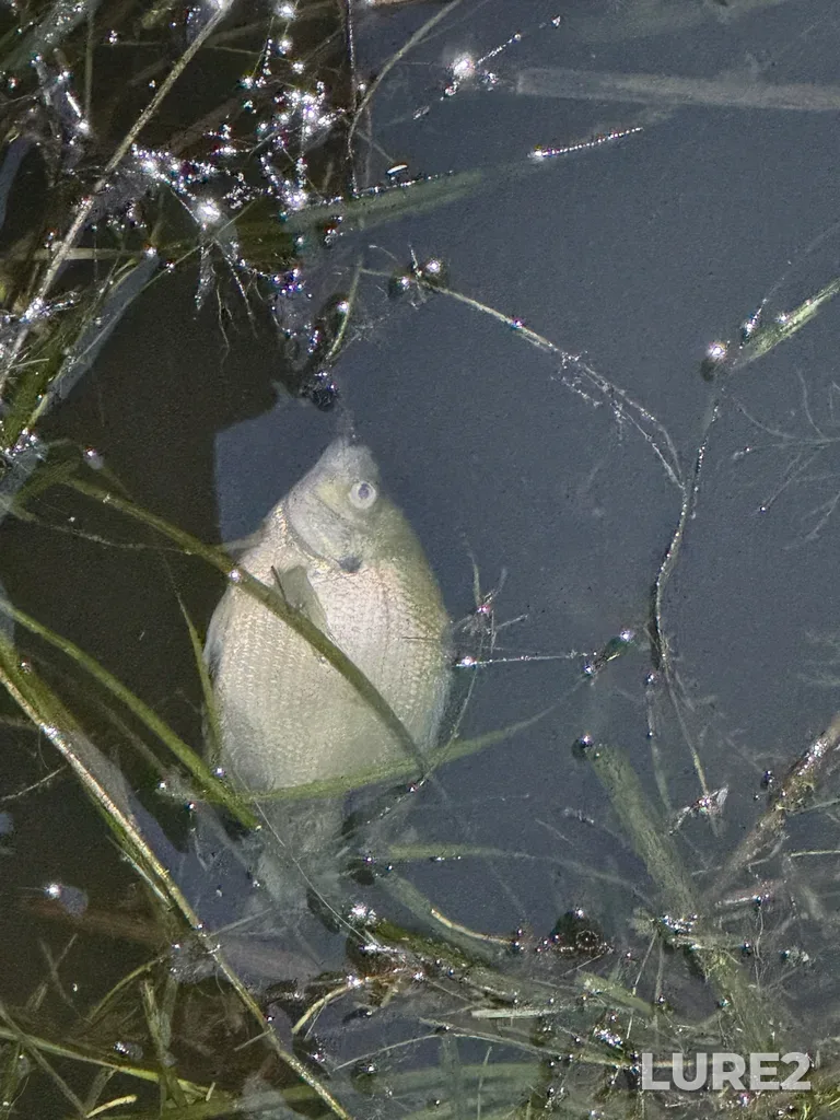 Bluegill — Lake Gibson, Aug 01, 8:48 PM