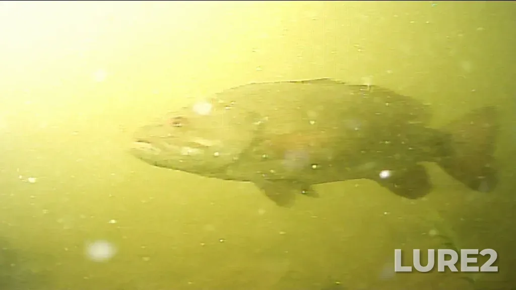 Smallmouth bass — Winnipeg River, Jul 29