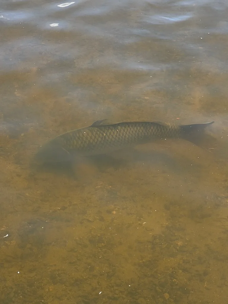 Carp — Burnaby Lake, Aug 1, 2026