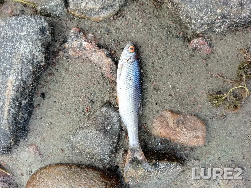 Roach — Priozerskiy r-n, Leningradskaya obl., Rossiya, Aug 01, 10:05 AM