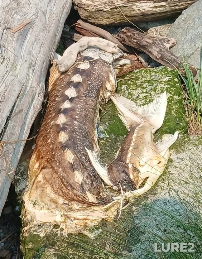 White sturgeon — Cannery Channel, Aug 02, 4:12 PM