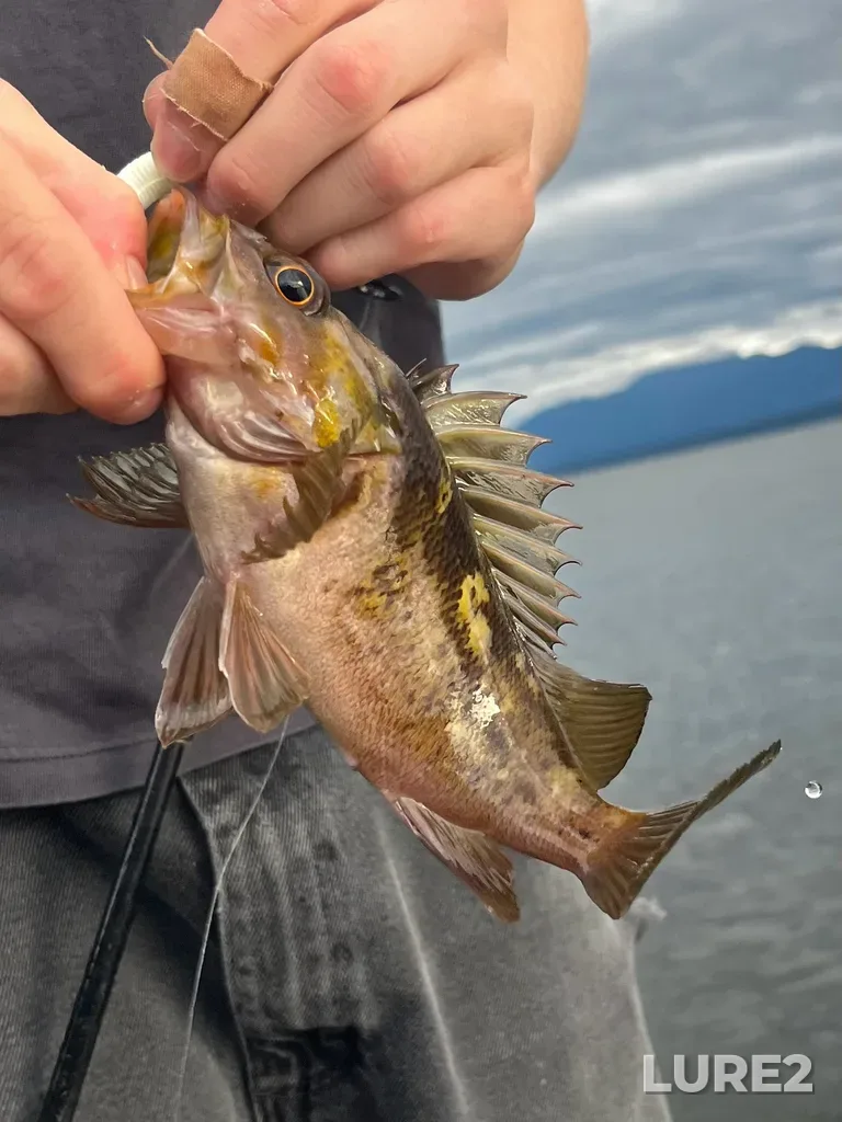 Rockfish — Lambert Channel, Aug 02, 6:37 PM