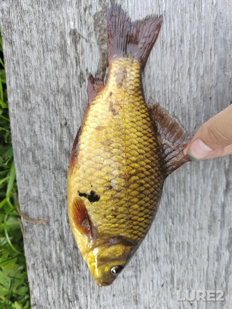 Crucian carp — Chet, Aug 03, 12:08 PM