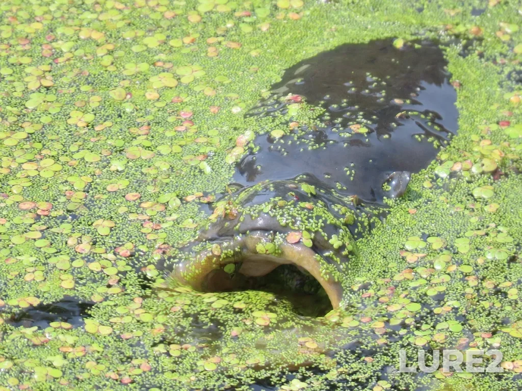 Carp — Tiessen Channel, Jul 31, 1:01 PM