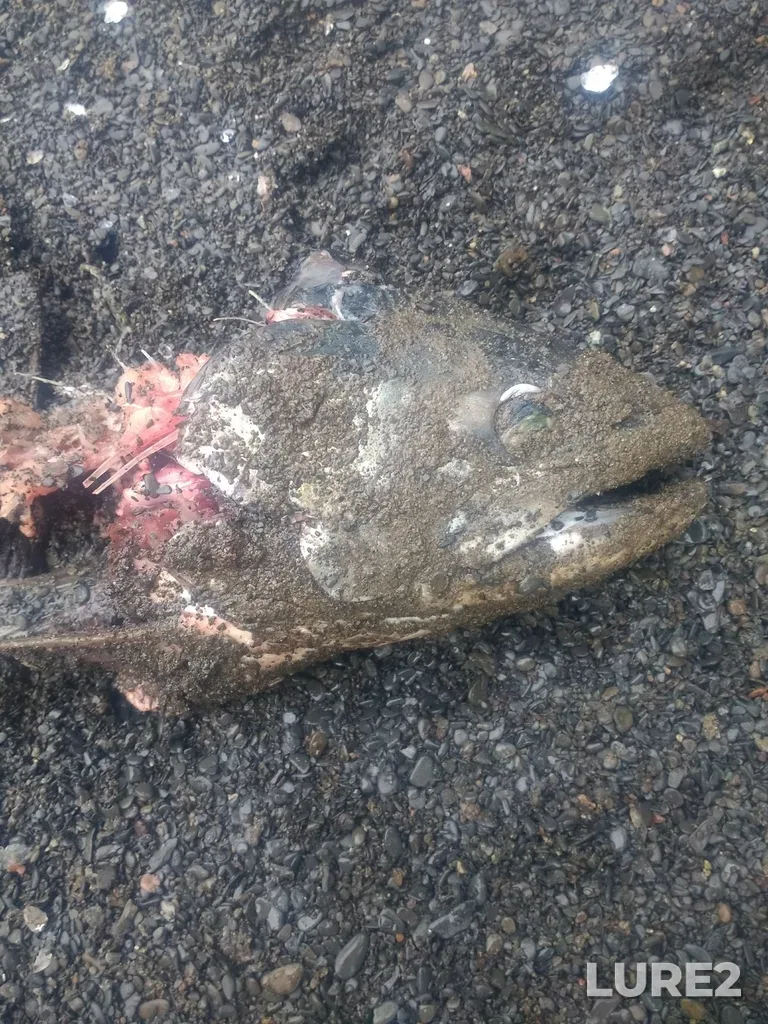 Rainbow trout — Trent River, Feb 17, 2020, 1:27 PM