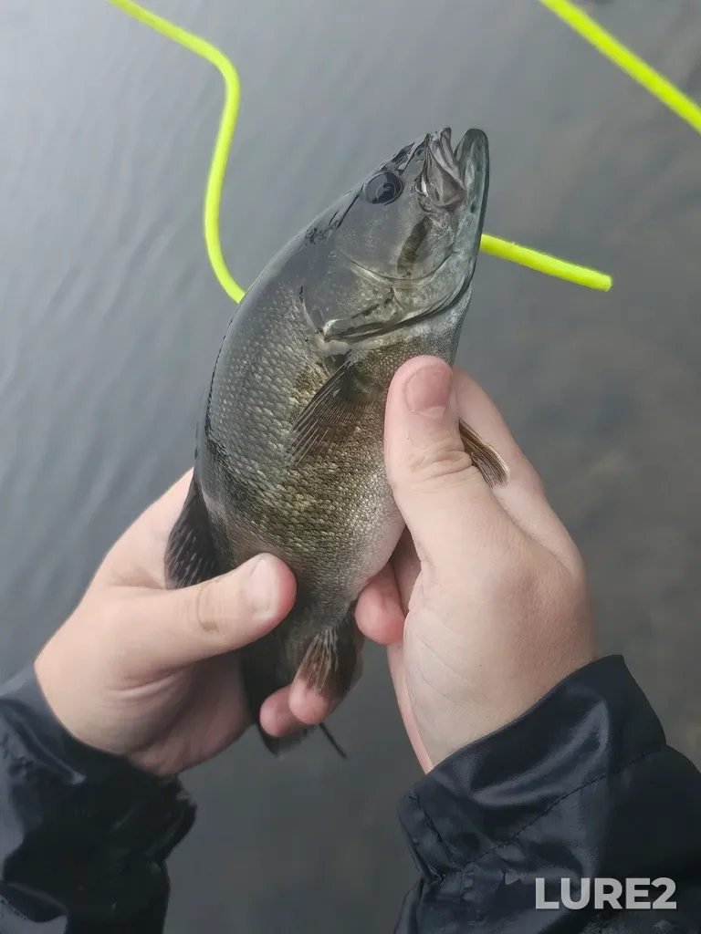 Smallmouth bass — Rivière à Pierre, Jul 28, 8:06 PM