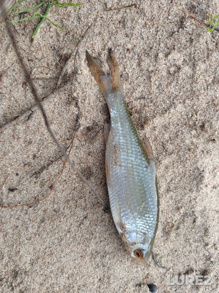 Roach — Chet, Aug 04, 7:31 PM