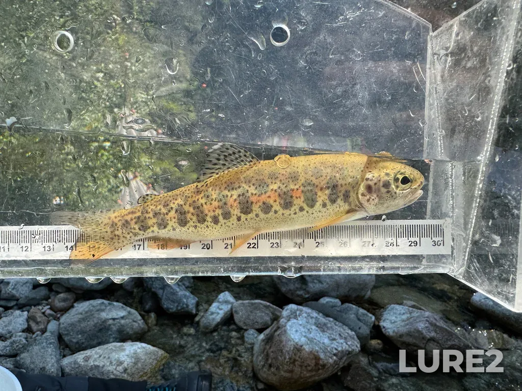 Rainbow trout — Coquihalla River, Aug 04, 12:25 PM