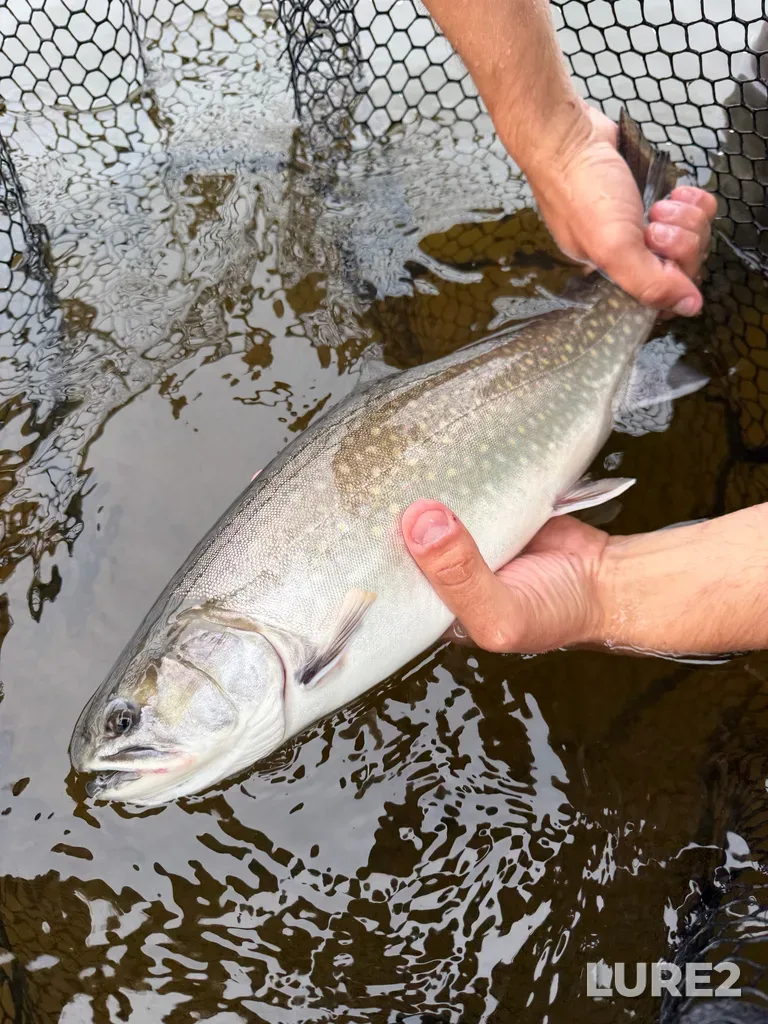 Brook trout — Rivière à la Baleine, Aug 05, 9:27 AM