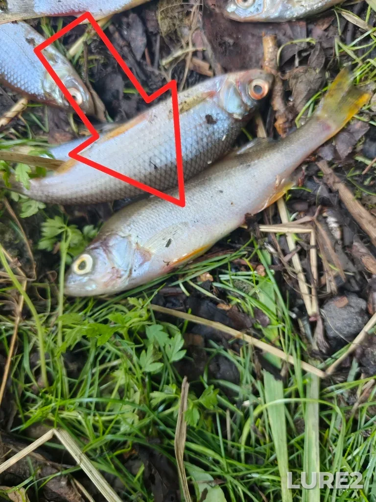 Perch — Kusa, Aug 06, 7:47 AM