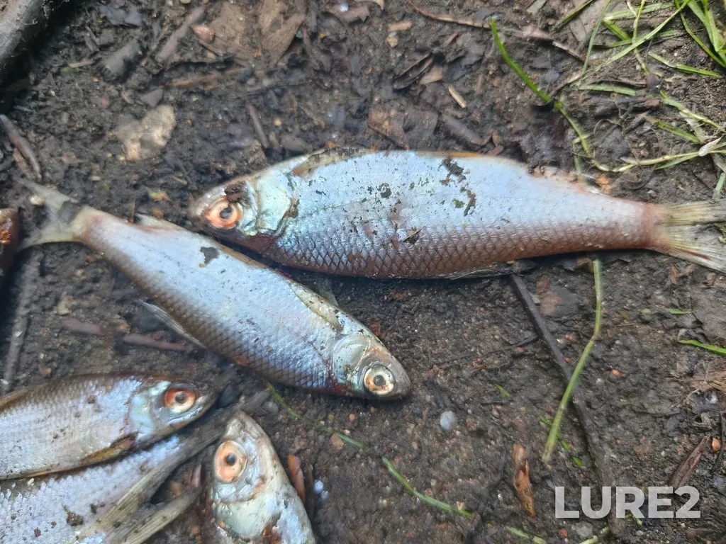 Roach — Kusa, Aug 06, 7:47 AM