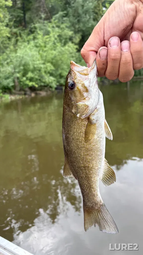 Smallmouth bass — Rivière des Mille Îles, Aug 06, 12:17 PM