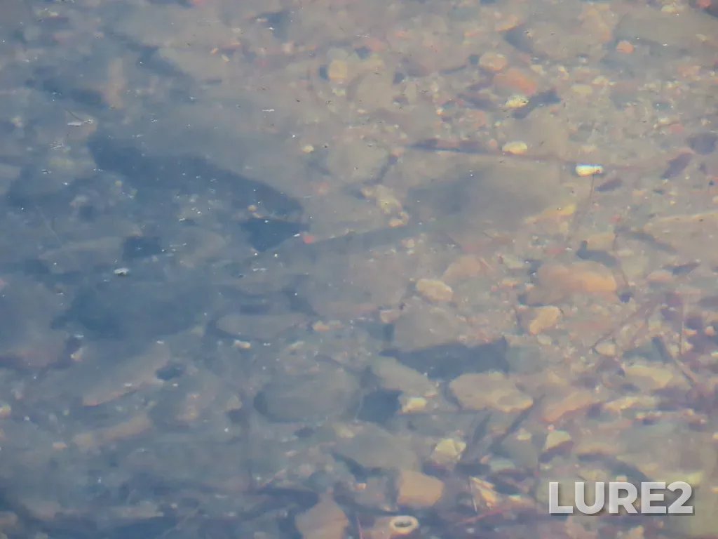 Yellow perch — Round Lake, Aug 07, 9:57 AM