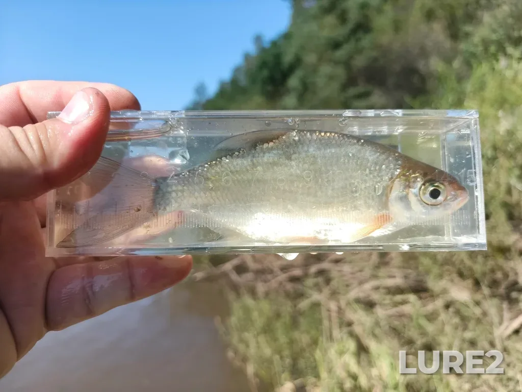 White bream — Ay, Aug 08, 11:13 AM