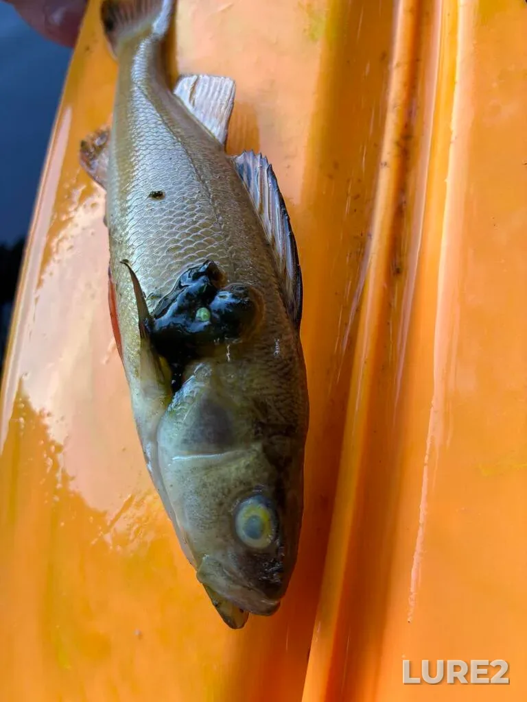 Yellow perch — Medicine Lake, Aug 07, 2:38 PM