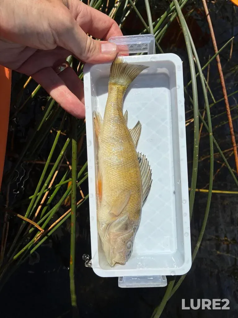 Yellow perch — Medicine Lake, Aug 07, 3:00 PM