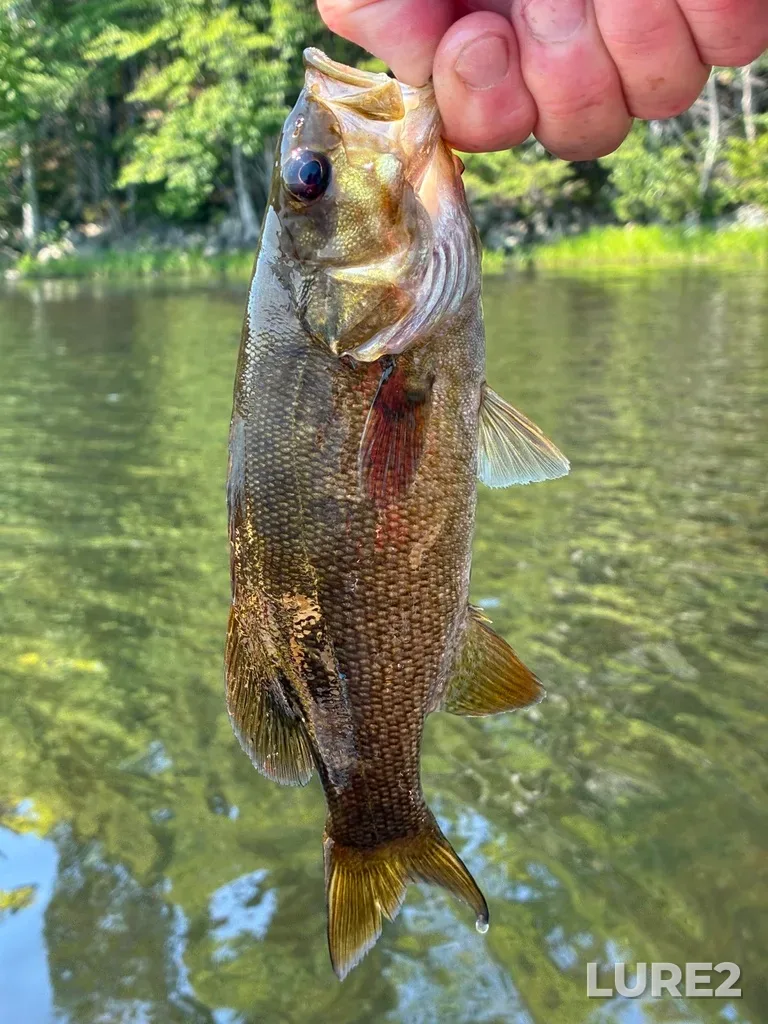 Smallmouth bass — Fancy Lake, Jul 25, 11:32 AM