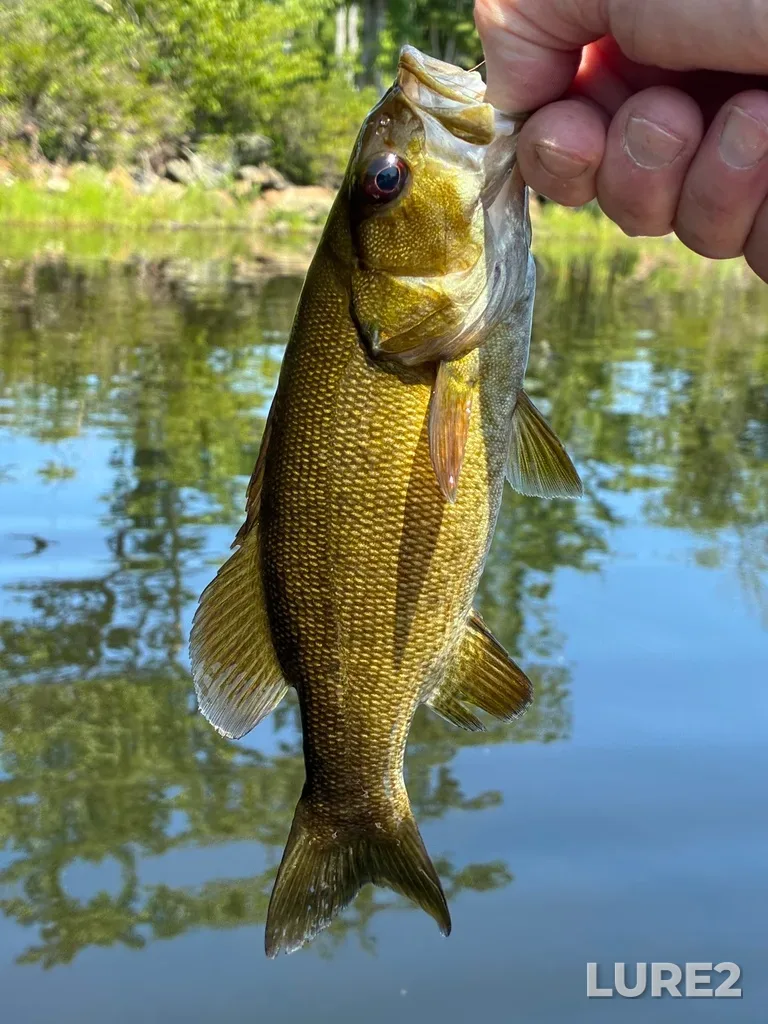Smallmouth bass — Fancy Lake, Jul 25, 12:12 PM