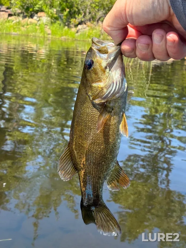 Smallmouth bass — Fancy Lake, Jul 25, 12:30 PM