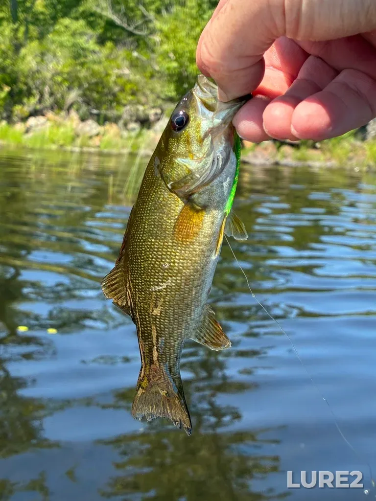 Smallmouth bass — Fancy Lake, Jul 25, 12:37 PM