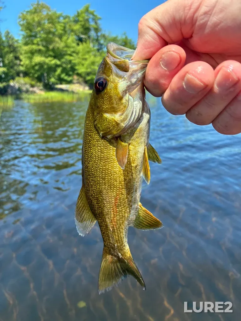 Smallmouth bass — Fancy Lake, Jul 25, 12:57 PM