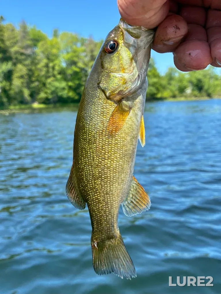 Smallmouth bass — Fancy Lake, Jul 25, 1:06 PM
