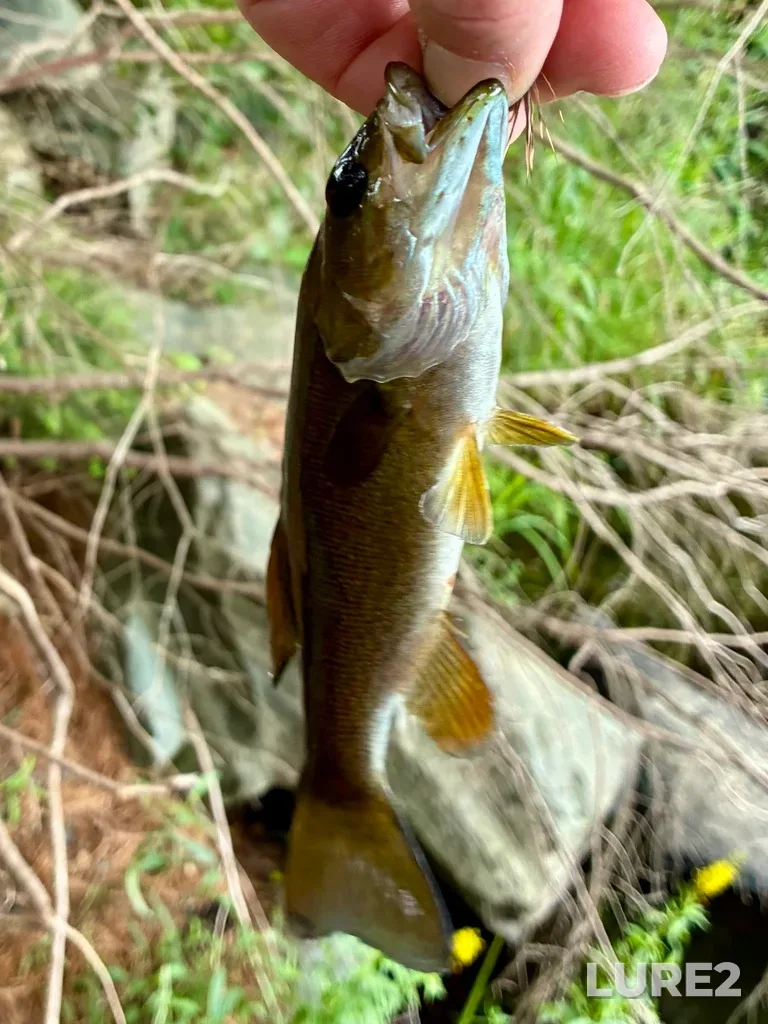 Smallmouth bass — Paper Mill Lake, Jul 27, 4:51 PM
