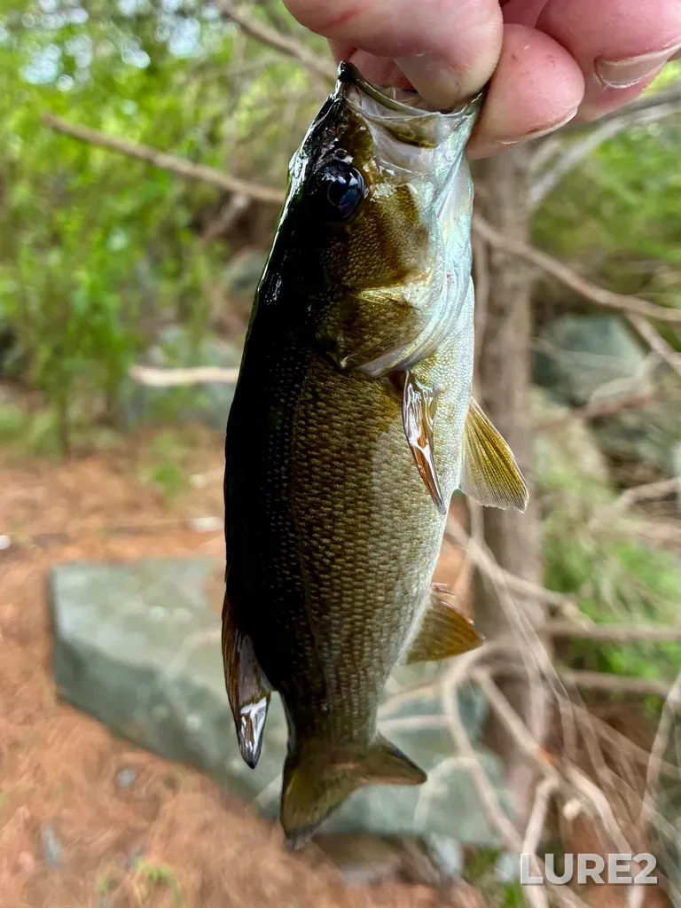 Smallmouth bass — Paper Mill Lake, Jul 27, 5:18 PM