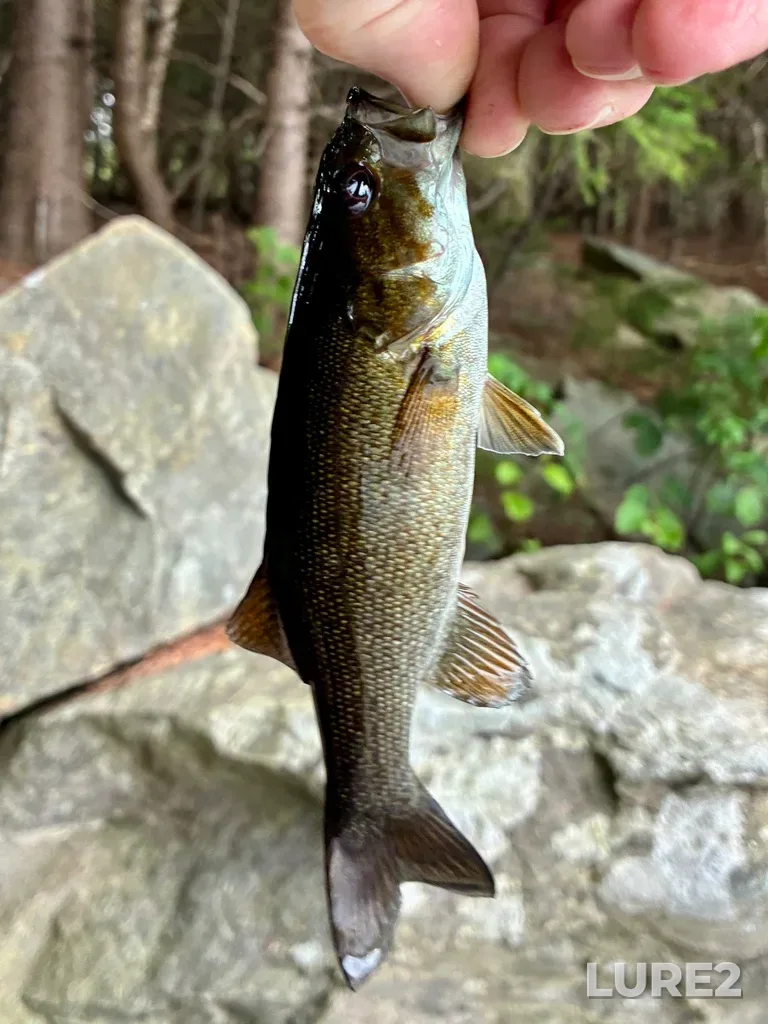 Smallmouth bass — Paper Mill Lake, Jul 27, 5:32 PM