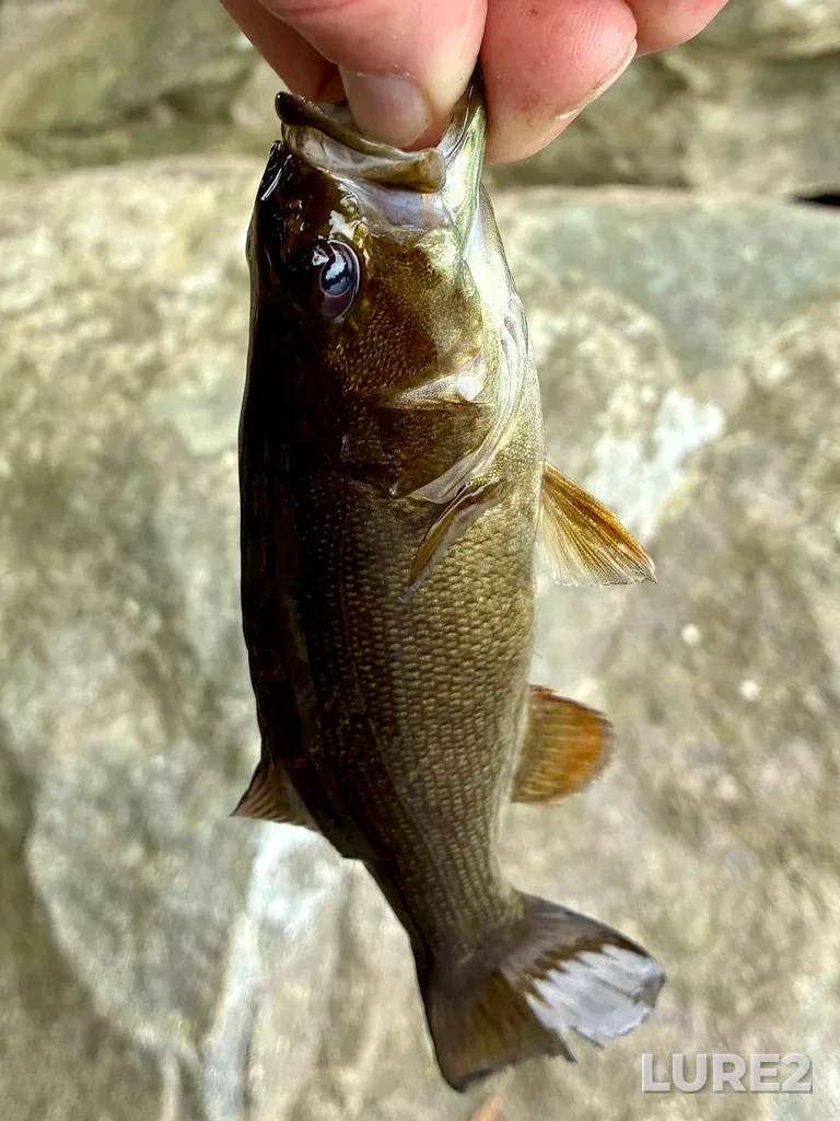 Smallmouth bass — Paper Mill Lake, Jul 27, 5:36 PM