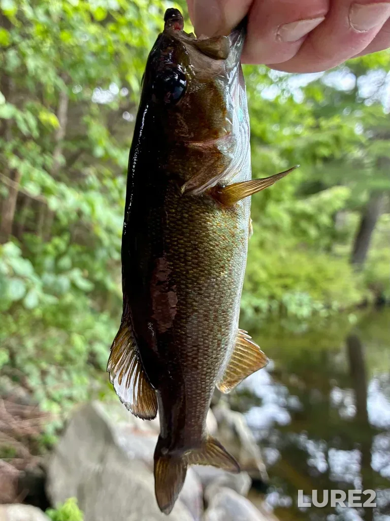 Smallmouth bass — Paper Mill Lake, Jul 27, 5:41 PM