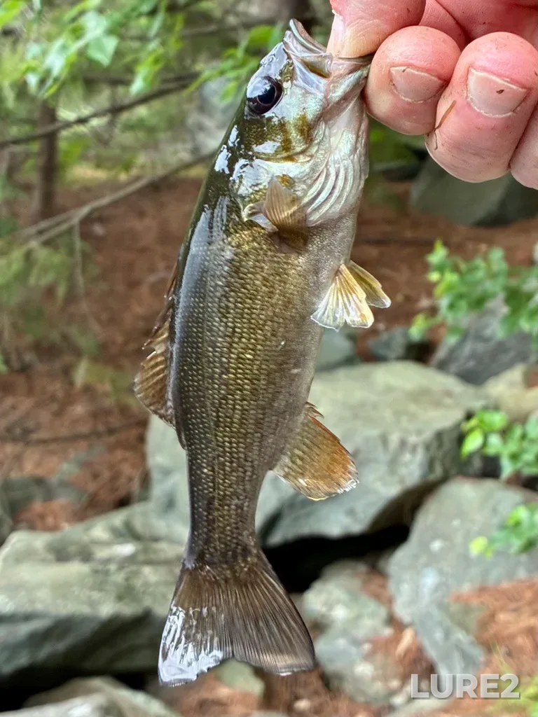 Smallmouth bass — Paper Mill Lake, Jul 27, 5:49 PM