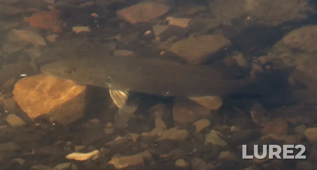 Smallmouth bass — Ottawa River, Aug 08, 10:02 AM