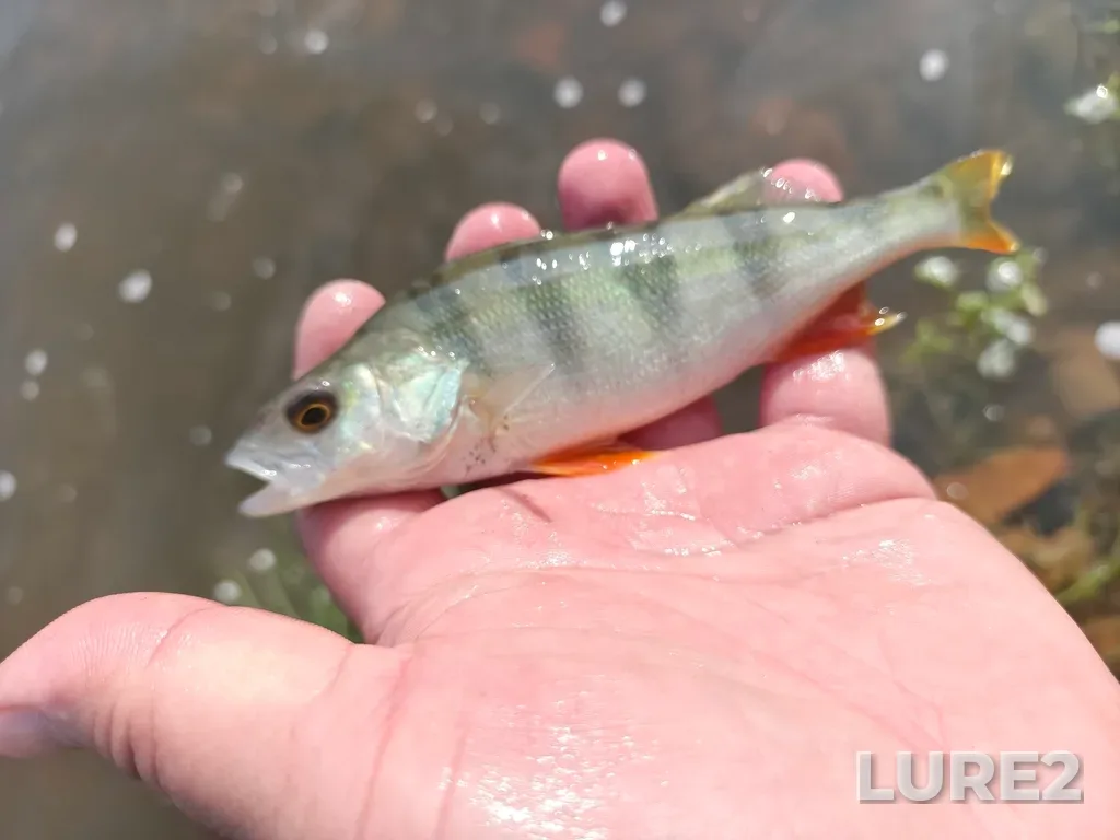 Perch — Ay, Aug 09, 5:01 PM
