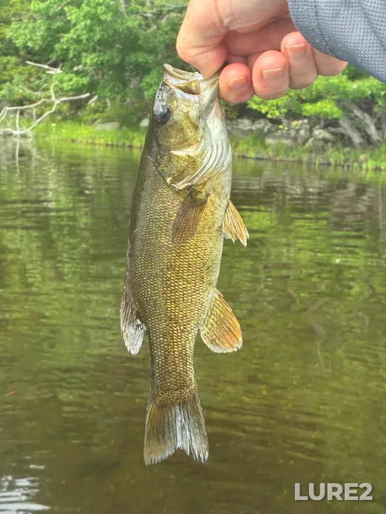 Smallmouth bass — Fancy Lake, Aug 09, 9:53 AM