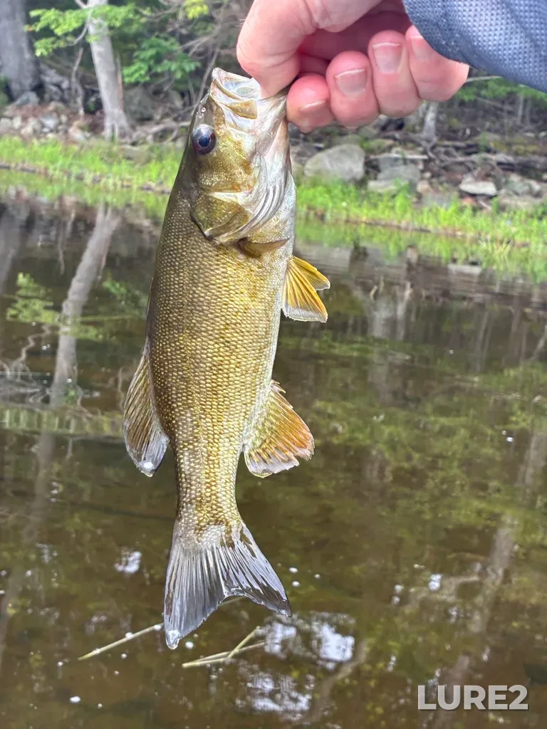 Smallmouth bass — Fancy Lake, Aug 09, 10:31 AM