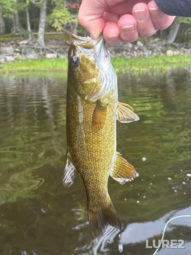 Smallmouth bass — Fancy Lake, Aug 09, 11:19 AM