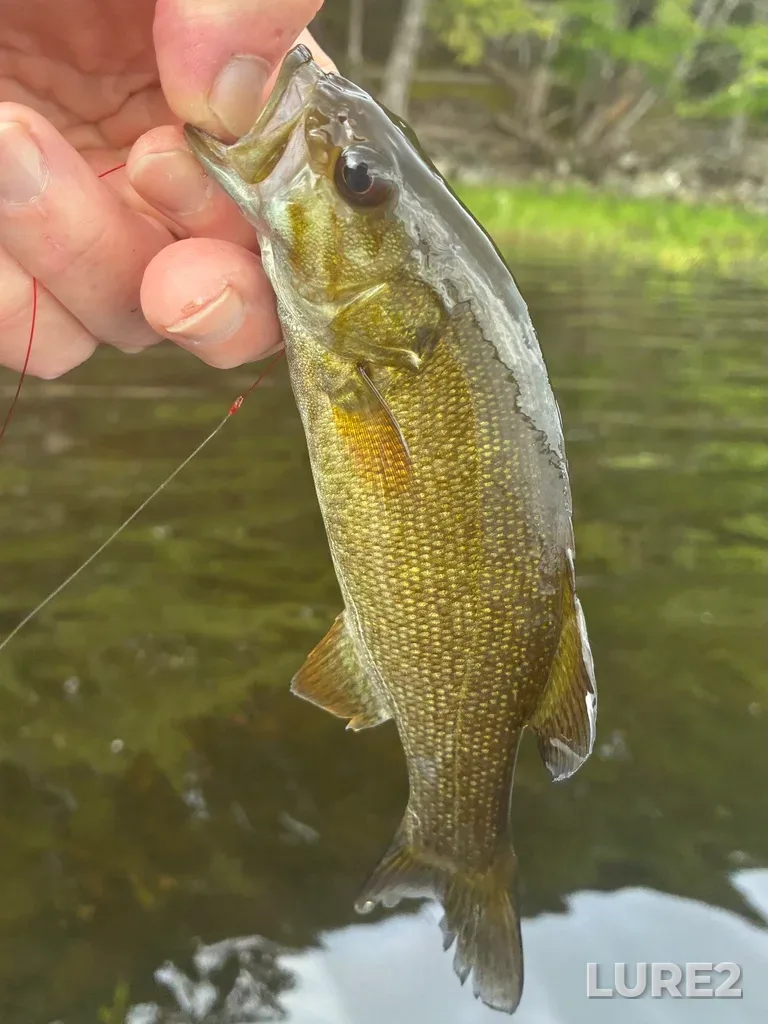 Smallmouth bass — Fancy Lake, Aug 09, 11:29 AM