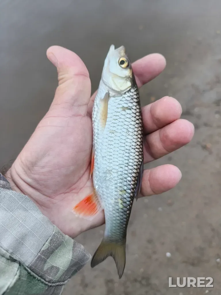 Chub — Kusinskiy, Aug 11, 5:40 AM