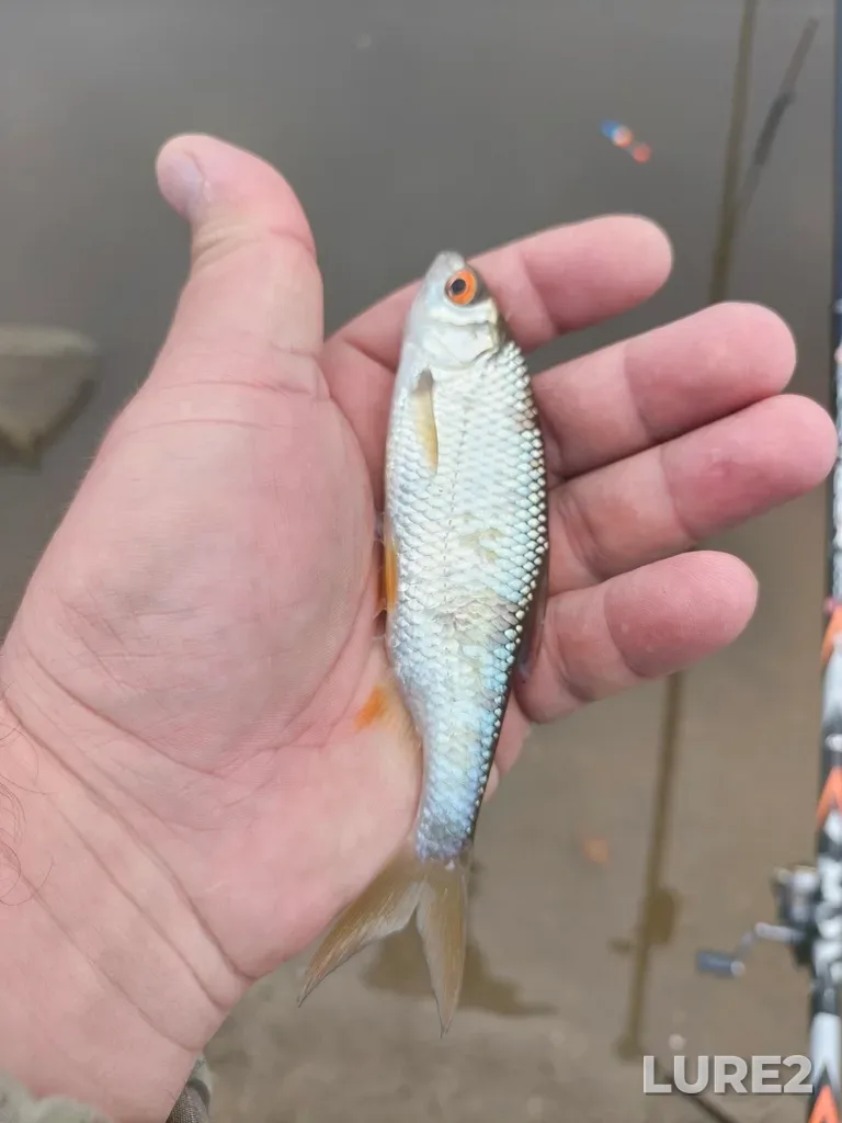Roach — Kusinskiy, Aug 11, 6:28 AM