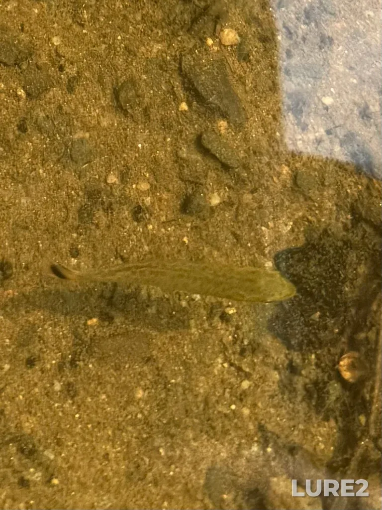 Smallmouth bass — Gaspereau River, Aug 10, 4:18 PM