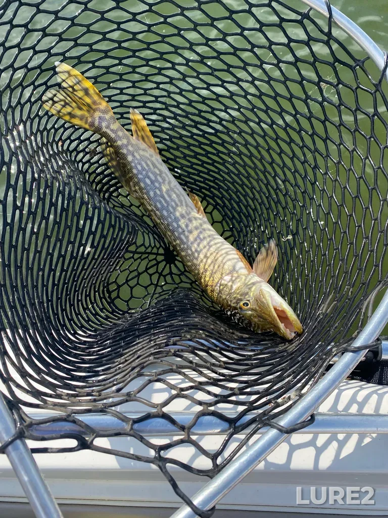 Pike — Lesser Slave Lake, Aug 11, 4:19 PM