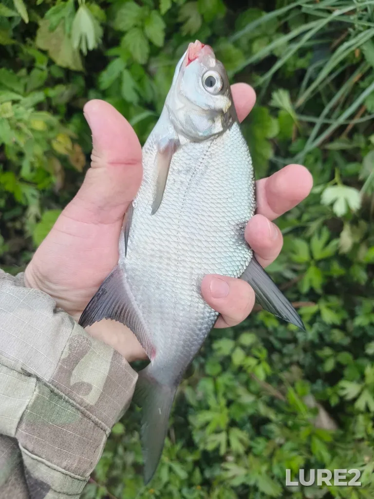 Bream — Kusinskiy, Aug 12, 5:41 AM