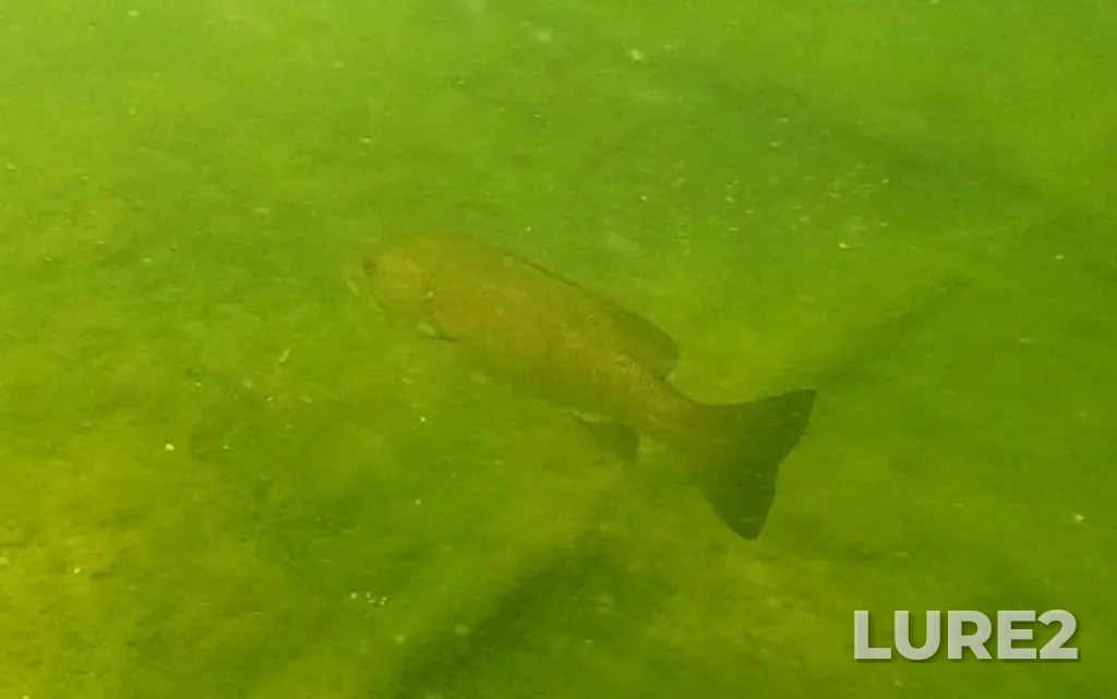 Smallmouth bass — Six Mile Lake, Aug 10, 5:52 PM