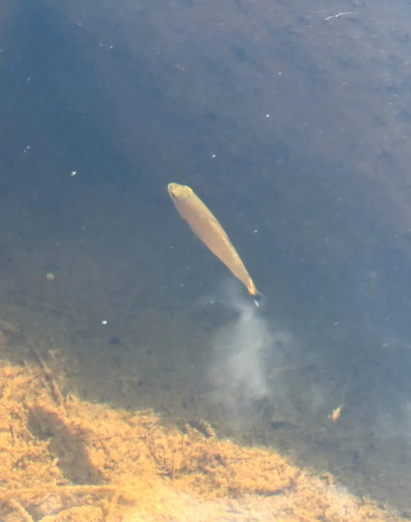 Smallmouth bass — Mill Lake, Aug 14, 2026