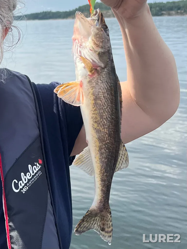 Walleye — Big Sand Lake, Aug 14, 11:56 AM