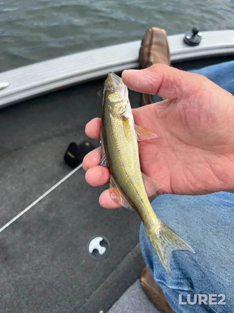 Walleye — Big Sand Lake, Aug 14, 12:15 PM