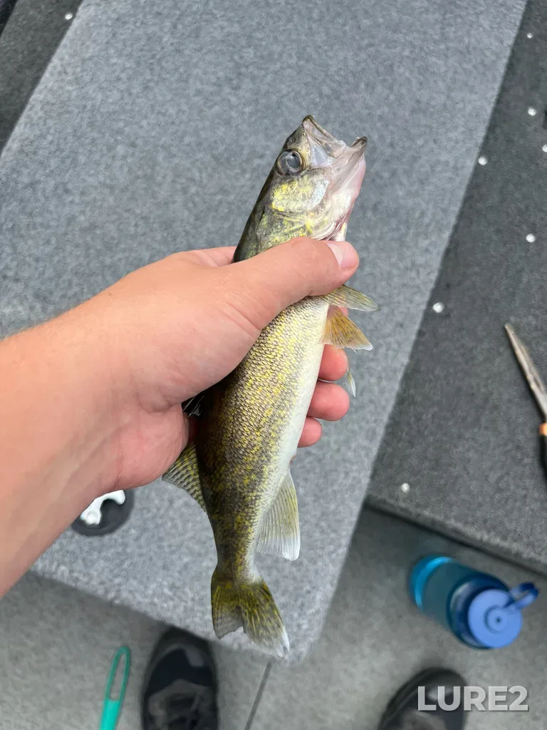 Walleye — Big Sand Lake, Aug 14, 12:17 PM