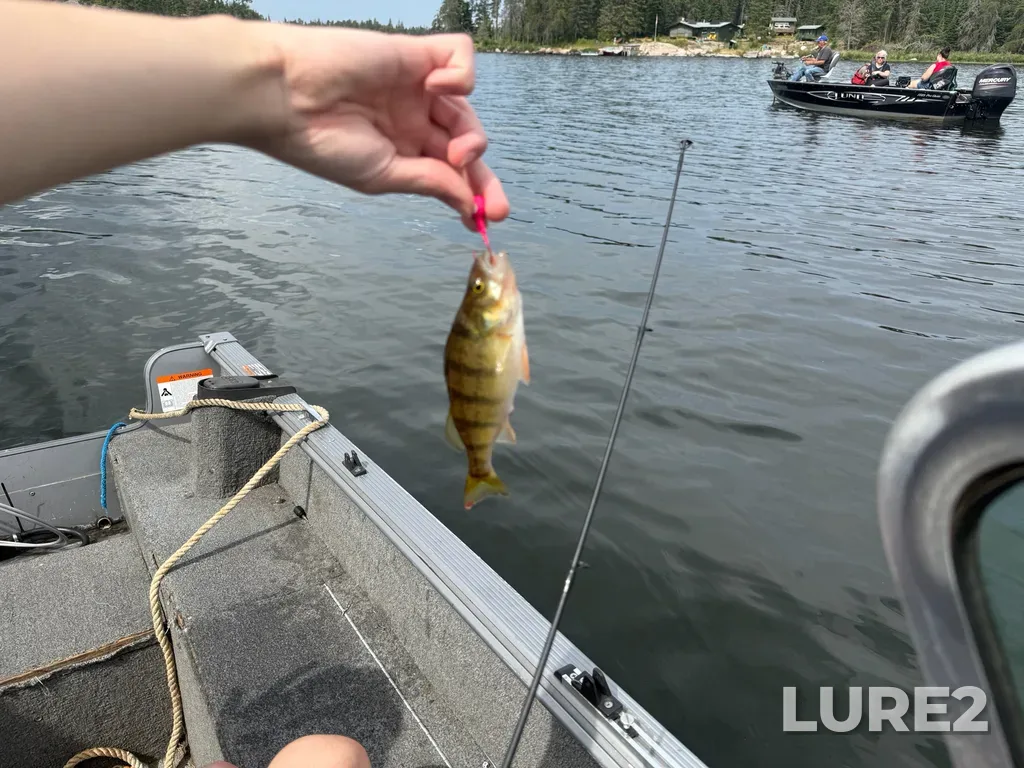 Yellow perch — Big Sand Lake, Aug 14, 12:38 PM