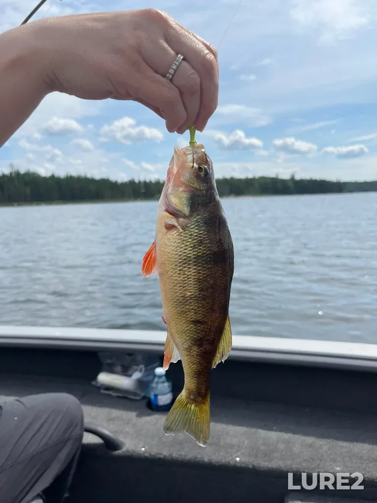 Yellow perch — Big Sand Lake, Aug 14, 12:44 PM